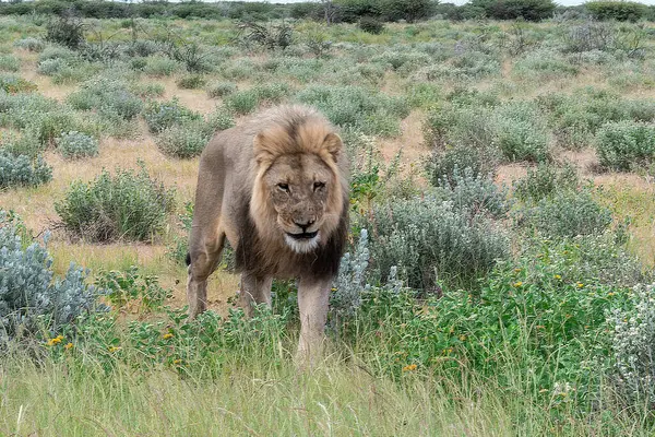 Kenya ulusal parkında aslan