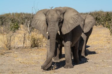 Afrika fili Afrika 'nın güneyindeki Kruger parkında kuru çimlerde yürüyor..