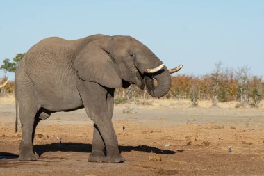 Fil etkin Milli Parkı, Namibia