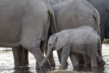 Güney Afrika 'daki Kruger Ulusal Parkı' ndaki su birikintisinden su içen genç bir fil..
