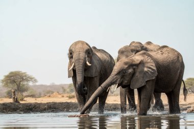 Güney Afrika 'daki Kruger Ulusal Parkı' nda fil içme suyu.