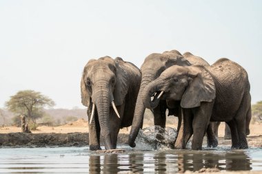 Nehir çukurundaki suda bir fil, Güney Afrika