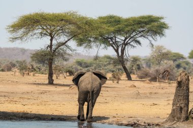 Etoşa 'daki büyük bir Afrika fili.
