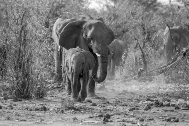 Afrika 'nın vahşi bozkırlarındaki bir filin siyah ve beyaz görüntüsü