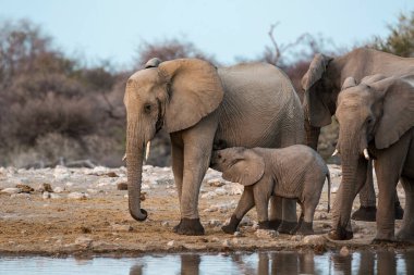 Filler etkin Milli Parkı, Namibia