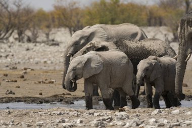 Afrika fili (loxodonta africana) Chobe Botswana 'daki Chobe Ulusal Parkı' ndaki delikten içme suyu