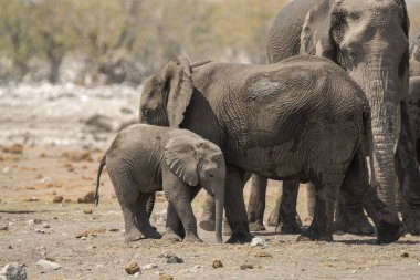 Afrika fili aile yürüyüş