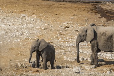 Kruger Park 'taki Afrika filleri
