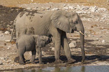 Afrika fili Kruger Ulusal Parkı, Güney Afrika 'da su içiyor..