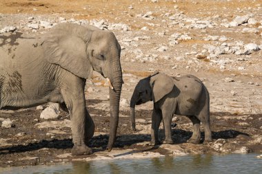 Afrika fili içme suyu