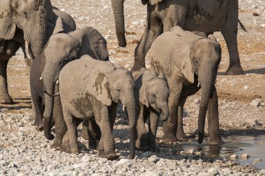 Sudaki delikten su içen fil..