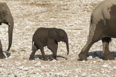 Afrika fili, Loxodonta Africana, Etoşa Ulusal Parkı, Namibya 'daki delikten su içiyor..