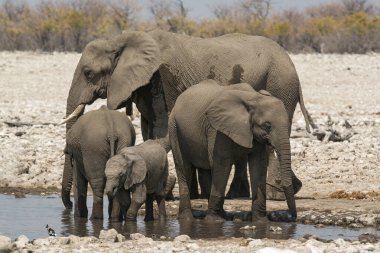 Bir grup Afrika fili su birikintisinde yürüyor.