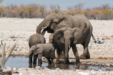 Fil suyu içen Afrikalı bir aile.