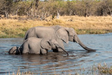 Nehirdeki filler Güney Afrika 'daki Kruger parkında.