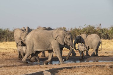 Afrikalı bir grup fil Kruger parkında çamurda yürüyor.