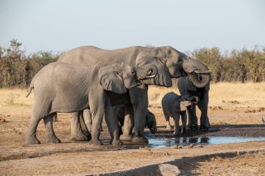 Fil ailesi su içiyor.