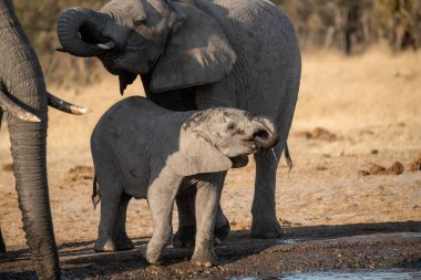 kruger national Park fil