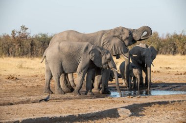Afrika filleri Kruger Ulusal Parkı 'nda su içiyorlar.