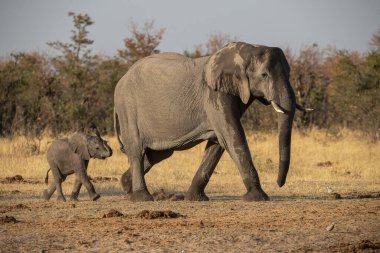 Afrika fili, Loxodonta Africana, parkta yürüyen genç yetişkin erkek.