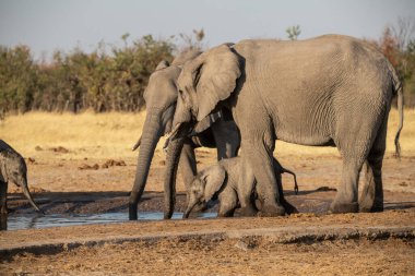 Afrika bush fil aile