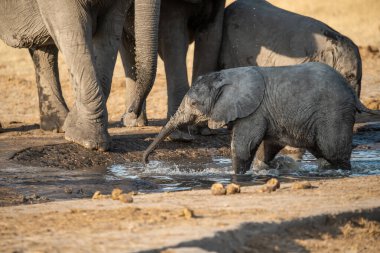 Su birikintisindeki fil