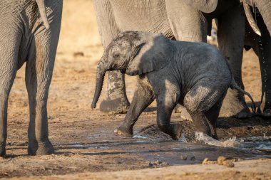 Chobe Ulusal Parkı 'ndaki su birikintisinde fil, chobe chobotswana, botswana