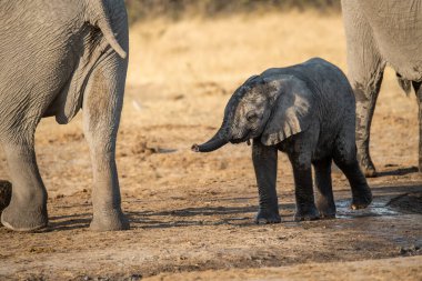Afrika 'nın güneyindeki Kruger Park' ta genç bir Afrika fili.