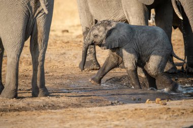 Afrika fili Kruger Ulusal Parkı - Güney Afrika - Spekia xolota afrika antidae familyasından.