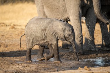 Bebekli fil su birikintisinde içiyor.