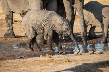 Afrika savanasındaki bir su birikintisinde su içen Afrika fillerinin yakın çekimi.