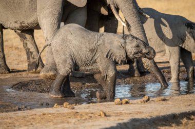 Etoşa Ulusal Parkı, Namibya 'daki bir su birikintisinden su içen fil..