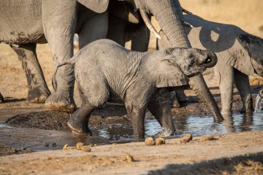 Bir su birikintisinde su içen bir Afrika filinin yakın plan fotoğrafı.