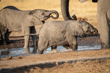 Bir grup fil su içiyor.