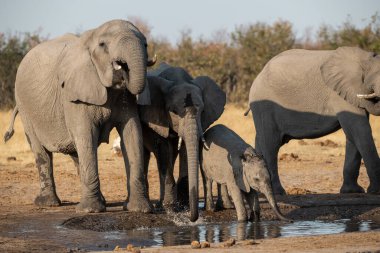 Su birikintisinden su içen bir grup fil.