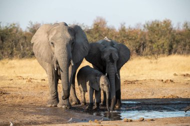 Çamurda yürüyen filler