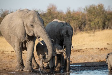 Bebekli fil içiyor.