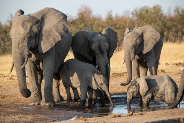 Kruger National Park, Güney Afrika içinde içme filler
