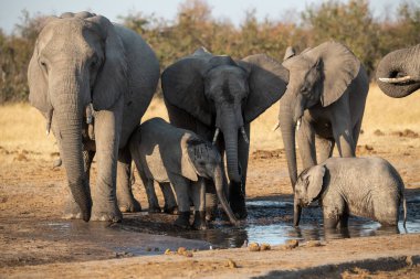 Afrika filleri Güney Afrika 'daki Kruger Ulusal Parkı' ndaki su birikintisinde oynuyorlar..