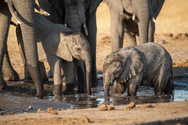 Çamurdaki su birikintisinden su içen bir fil. namibya.