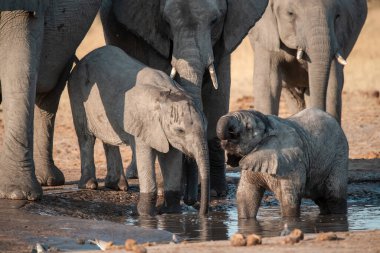 Afrika fili, Loxodonta Africana, sudaki bir su birikintisinden su içiyor, Kruger Ulusal Parkı..