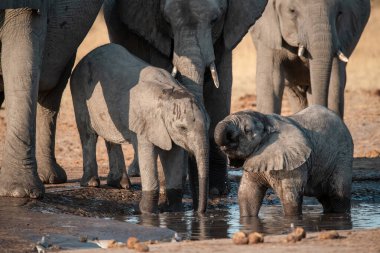 Afrika savanasındaki filler