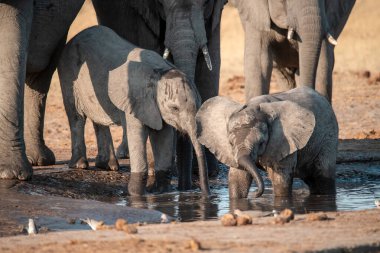 Suda yürüyen bir grup Afrika fili. etosha Ulusal Parkı, Namibya, Afrika.