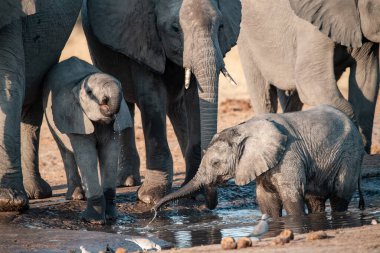 Afrika fili Etoşa Parkı, Namibya 'daki bir su birikintisinden su içiyor.