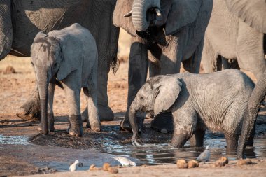 Afrika fili su birikintisinde su içiyor.