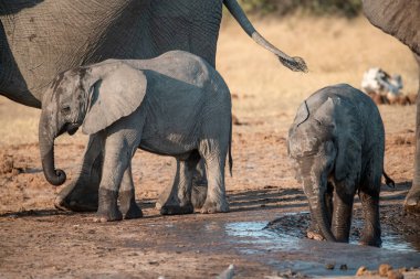 Bebek ile Afrika fili