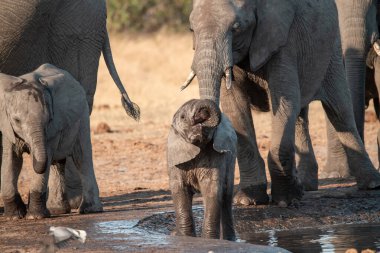 Afrika filleri Güney Afrika 'daki Kruger parkında