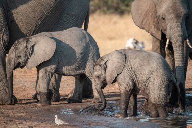 Fil, çalılıktaki bir delikten su içiyor.