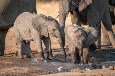 Afrika filleri su birikintisinde