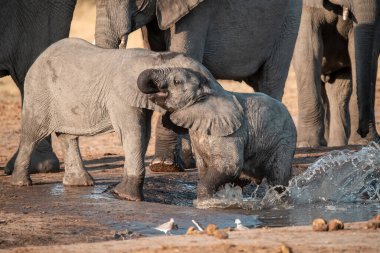 Afrika filleri su birikintisinde su içiyorlar, namibya